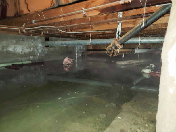 Best Flooded house restoration  in Clifton Heights, PA